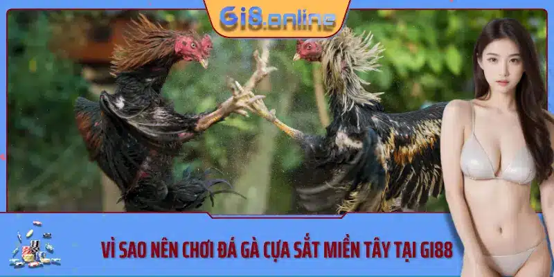 Vì sao nên chơi đá gà cựa sắt miền tây tại Gi88